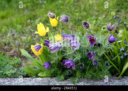 Pulsatilla vulgaris o Pasque Flower o Pasqueflower o pasqueflower europeo o Danes sangue di piante erbacee perenni con forma di campana viola Foto Stock