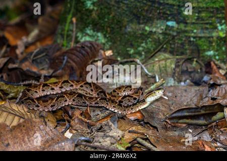 Pitviper di salto dell'America Centrale (Metlapilcoatlus mexicanus) da Laguna Lagarto, Costa Rica. (Foto in scena). Foto Stock