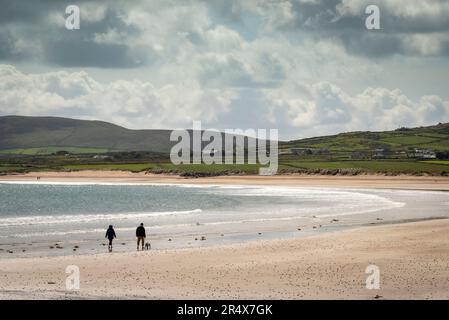 Vista da dietro di due persone e un cane che cammina lungo la spiaggia di Ballyferriter Bay sulla penisola di Dingle, Oceano Atlantico; Contea di Kerry, Irlanda Foto Stock