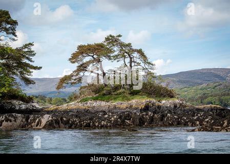 Albero solitario sulla costa rocciosa di Garnish Island nella Bantry Bay; West Cork, Irlanda Foto Stock
