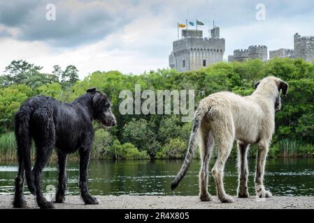 Vista da dietro di due lupi irlandesi (Canis lupus familiaris), uno nero e uno bianco, con vista del XIII secolo, Ashford Castle, ora... Foto Stock