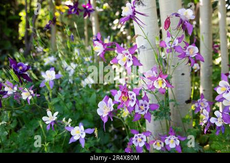 Fiori viola e bianchi di Colombina (Aquilegia) che crescono alla base degli alberi di pioppo (Populus tremuloides) nella foresta vicino al Winter Park Foto Stock