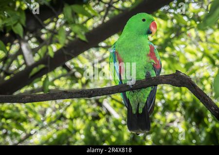Maschio eclectus pappagallo (Eclectus roratus) arroccato su un ramo d'albero nel Parco naturale di Port Moresby, Papua nuova Guinea. Endemica dell'isola di Salomone... Foto Stock