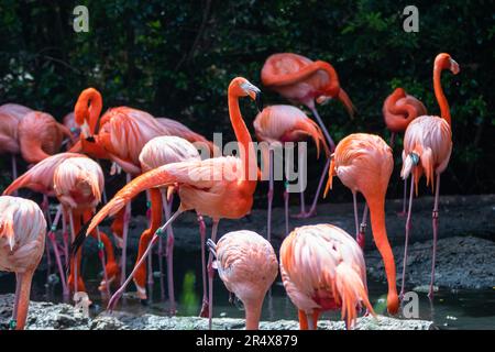 Un gregge di fenicotteri caraibici o americani è visto in uno stagno in Bermuda Foto Stock