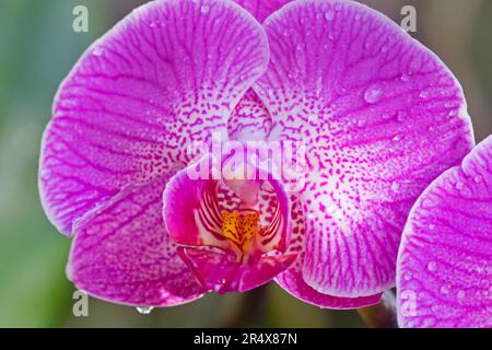 Primo piano di orchidee viola di Phalaenopsis con goccioline d'acqua; Maui, Hawaii, Stati Uniti d'America Foto Stock