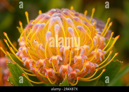 Primo piano di un giallo con punte rosa, pin cushion protea (Leucospermum); Upcountry Maui, Maui, Hawaii, Stati Uniti d'America Foto Stock