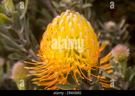 Primo piano di un protea giallo a base di spillo (Leucospermum) con stili arancioni; Upcountry Maui, Maui, Hawaii, Stati Uniti d'America Foto Stock