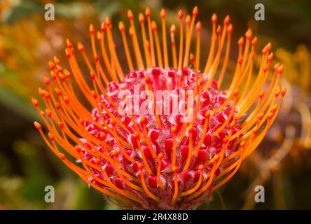 Primo piano di una spilla rossa e arancione (Leucospermum); parte settentrionale di Maui, Maui, Hawaii, Stati Uniti d'America Foto Stock