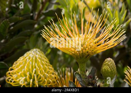 Dettaglio ravvicinato di un giallo, Leucospermum, Proteaceae comunemente noto come Pincushion Protea, che si trova nella parte settentrionale di Maui Foto Stock