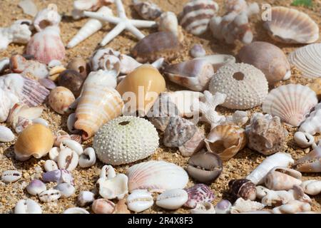 Primo piano di una collezione di conchiglie marine sulla spiaggia; Maui, Hawaii, Stati Uniti d'America Foto Stock