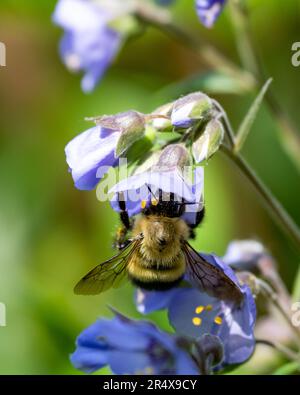 Un bumblebee mezzo nero, vagani Bombus, impollinando un fiore blu scala di Giacobbe, rettani polemonio, un giardino. Foto Stock