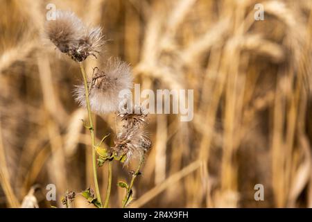 Erbaccia canadese Thistle in fiore in un raccolto di grano al raccolto; Alcomdale, Alberta, Canada Foto Stock