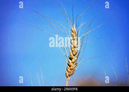 Primo piano della testa di grano completamente maturata al momento della raccolta contro un cielo blu; Alcomdale, Alberta, Canada Foto Stock