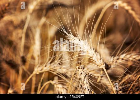 Primo piano di teste di grano completamente maturate al momento della raccolta; Alcomdale, Alberta, Canada Foto Stock