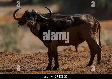Primo piano del bufalo fangoso del Capo (Syncerus caffer) in piedi a fissare; Laikipia, Kenya Foto Stock