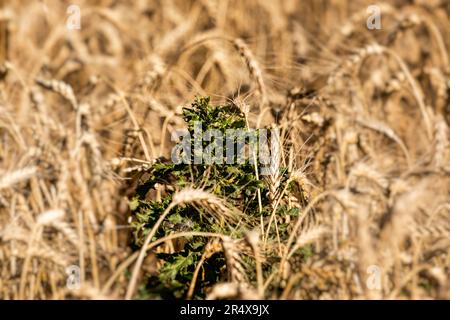 Erbaccia canadese Thistle in un raccolto di grano al raccolto; Alcomdale, Alberta, Canada Foto Stock