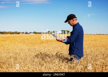 Agricoltore che utilizza una tavoletta per gestire il raccolto mentre si trova in un campo di grano completamente stagionato; Alcomdale, Alberta, Canada Foto Stock