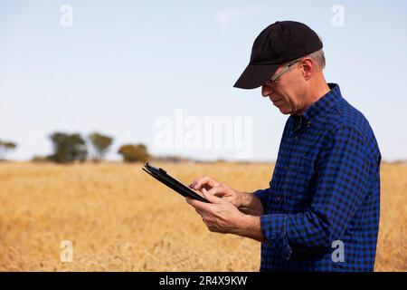 Agricoltore che utilizza una tavoletta per gestire il raccolto mentre si trova in un campo di grano completamente stagionato; Alcomdale, Alberta, Canada Foto Stock