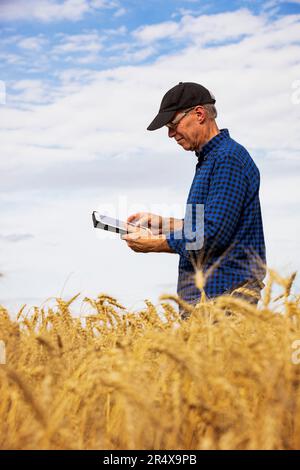 Agricoltore che utilizza una tavoletta per gestire il raccolto mentre si trova in un campo di grano completamente stagionato; Alcomdale, Alberta, Canada Foto Stock