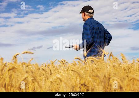 Agricoltore che utilizza una tavoletta per gestire il raccolto mentre si trova in un campo di grano completamente stagionato; Alcomdale, Alberta, Canada Foto Stock