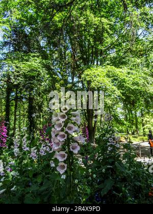 Fiori gioiosi nel Parc Floral de Paris pubblico in un pomeriggio di primavera gloriosamente soleggiato, Parigi, Francia Foto Stock