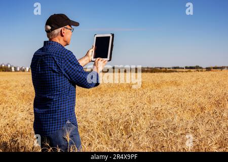 Agricoltore che utilizza una tavoletta per gestire il raccolto mentre si trova in un campo di grano completamente stagionato; Alcomdale, Alberta, Canada Foto Stock