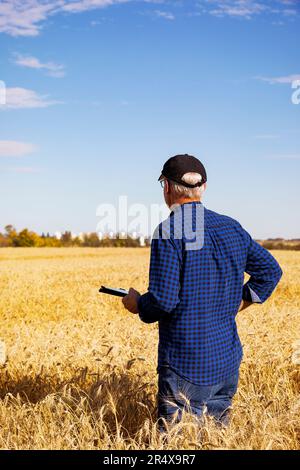 Agricoltore che utilizza una tavoletta per gestire il raccolto mentre si trova in un campo di grano completamente stagionato; Alcomdale, Alberta, Canada Foto Stock