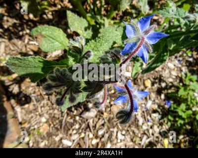 Fiori gioiosi nel Parc Floral de Paris pubblico in un pomeriggio di primavera gloriosamente soleggiato, Parigi, Francia Foto Stock