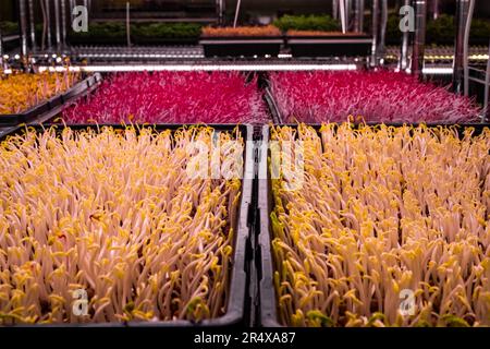 Primo piano di Microgreens che cresce in vassoi; Edmonton, Alberta, Canada Foto Stock