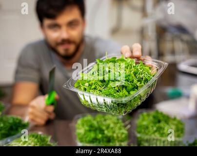 Uomo in sedia a rotelle che fa porzioni di microgreen freschi in una fattoria urbana; Edmonton, Alberta, Canada Foto Stock