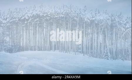 Diapositiva del modello delle risorse grafiche con alberi invernali innevati e cielo blu Foto Stock