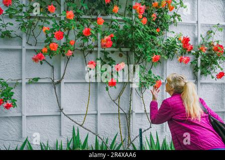 Giuseppe's Coat Rose, Rosa 'Joseph's Coat', arrampicata rosa, trellis Foto Stock