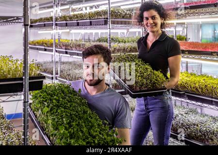 I proprietari di aziende espongono una varietà di microgreen che crescono in vassoi; Edmonton, Alberta, Canada Foto Stock