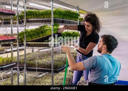 Business owners work together caring for a variety of microgreens growing in trays; Edmonton, Alberta, Canada Stock Photo