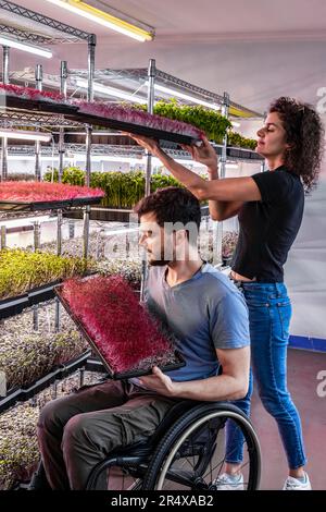 I proprietari di aziende lavorano con una varietà di microgreen che crescono in vassoi; Edmonton, Alberta, Canada Foto Stock