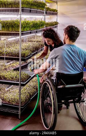 Business owners work together caring for a variety of microgreens growing in trays; Edmonton, Alberta, Canada Stock Photo