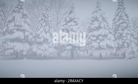 Diapositiva del modello delle risorse grafiche con alberi invernali innevati e cielo blu Foto Stock