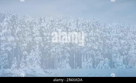 Diapositiva del modello delle risorse grafiche con alberi invernali innevati e cielo blu Foto Stock