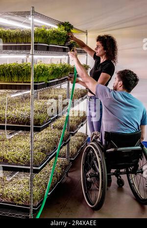 I proprietari di aziende lavorano insieme curando una varietà di microgreen che crescono in vassoi; Edmonton, Alberta, Canada Foto Stock