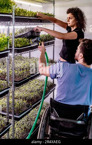 Business owners work together caring for a variety of microgreens growing in trays; Edmonton, Alberta, Canada Stock Photo