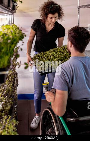 Business owners work together caring for a variety of microgreens growing in trays; Edmonton, Alberta, Canada Stock Photo