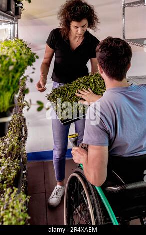 Business owners work together caring for a variety of microgreens growing in trays; Edmonton, Alberta, Canada Stock Photo