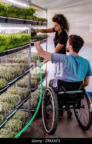 Business owners work together caring for a variety of microgreens growing in trays; Edmonton, Alberta, Canada Stock Photo