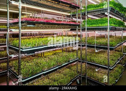 Varietà di microgreen che crescono in vassoi; Edmonton, Alberta, Canada Foto Stock