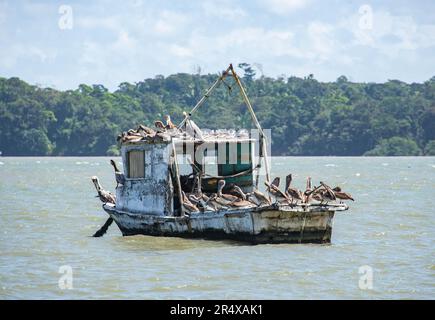 Pellicani su barche da pesca nel porto, Livingston, Guatemala Foto Stock