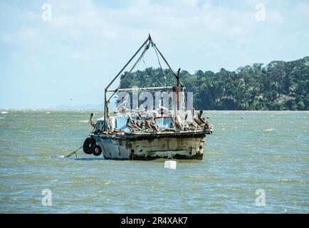 Pellicani su barche da pesca nel porto, Livingston, Guatemala Foto Stock