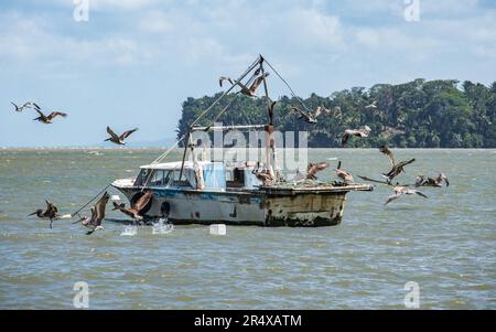 Pellicani su barche da pesca nel porto, Livingston, Guatemala Foto Stock