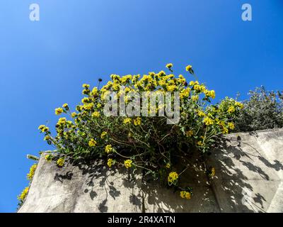 Fiori gioiosi nel Parc Floral de Paris pubblico in un pomeriggio di primavera gloriosamente soleggiato, Parigi, Francia Foto Stock