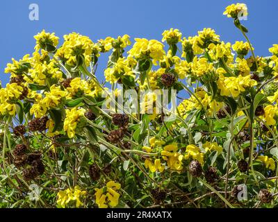 Fiori gioiosi nel Parc Floral de Paris pubblico in un pomeriggio di primavera gloriosamente soleggiato, Parigi, Francia Foto Stock