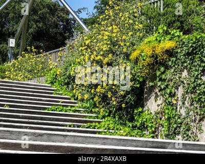 Fiori gioiosi nel Parc Floral de Paris pubblico in un pomeriggio di primavera gloriosamente soleggiato, Parigi, Francia Foto Stock